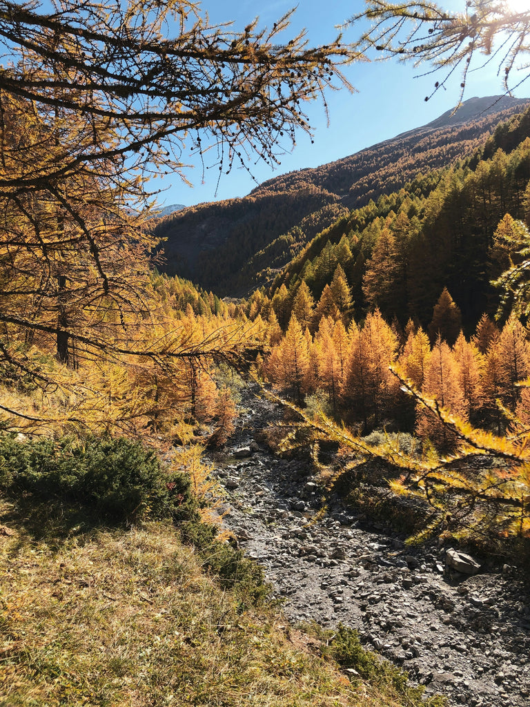 Local's Guide: The Best Larch Hikes in the Canadian Rockies