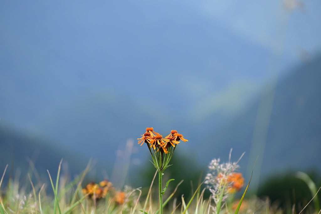 A Locals Guide to Wildflower Hikes in the Canadian Rockies