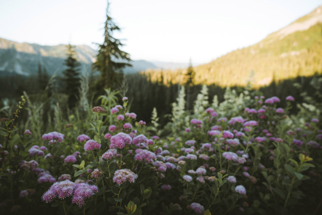 A Locals Guide to Wildflower Hikes in the Canadian Rockies